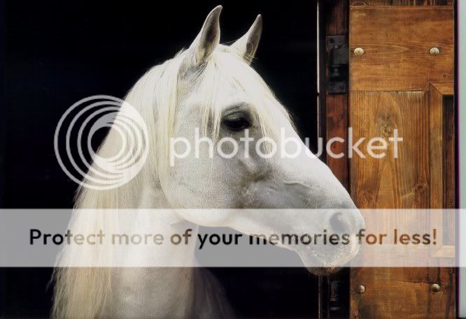 Nitro Pictures, Images and Photos