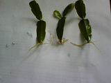 th_root01.jpg