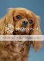 dog Pictures, Images and Photos