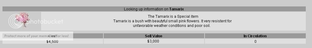 tamarix.jpg